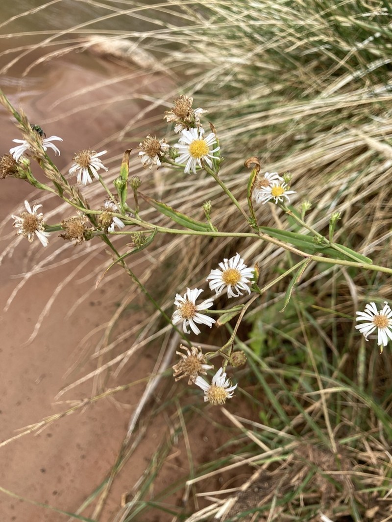 Welsh's Aster photo 4