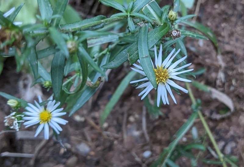 Welsh's Aster photo 5