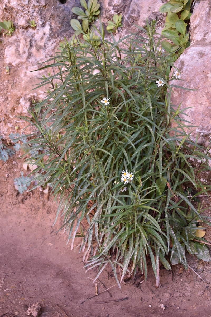 Welsh's Aster photo 7