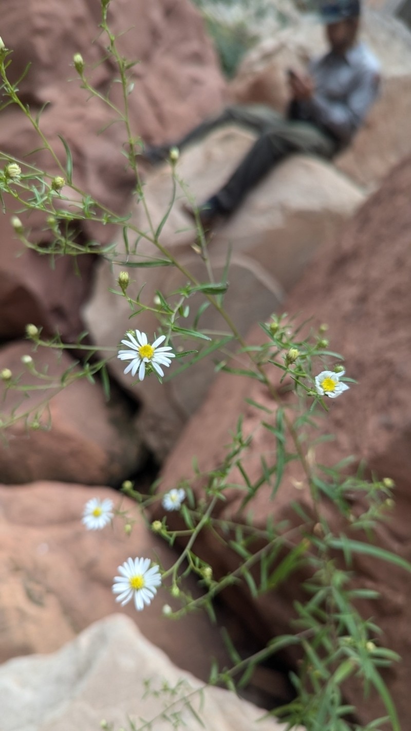 Welsh's Aster photo 8