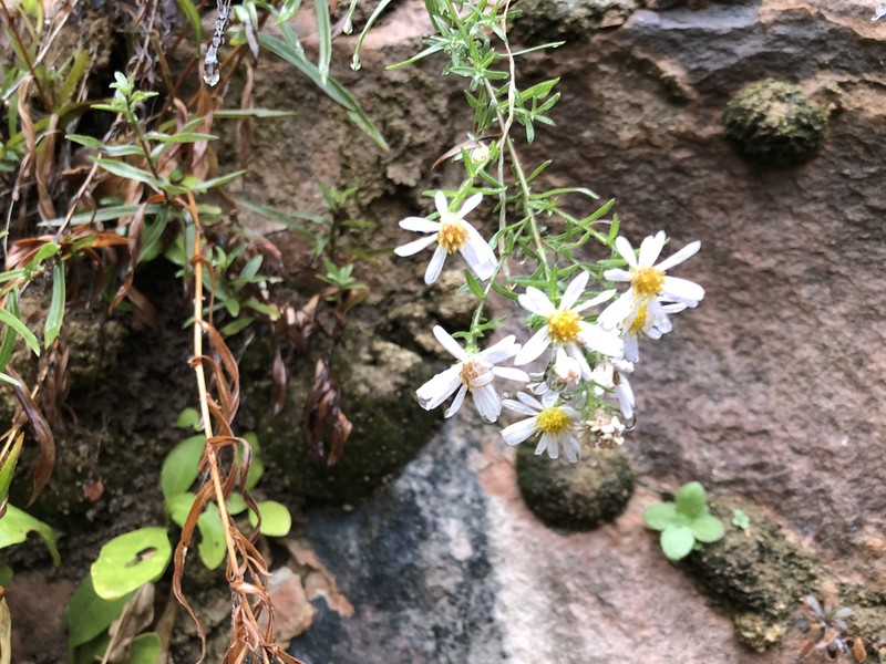 Welsh's Aster