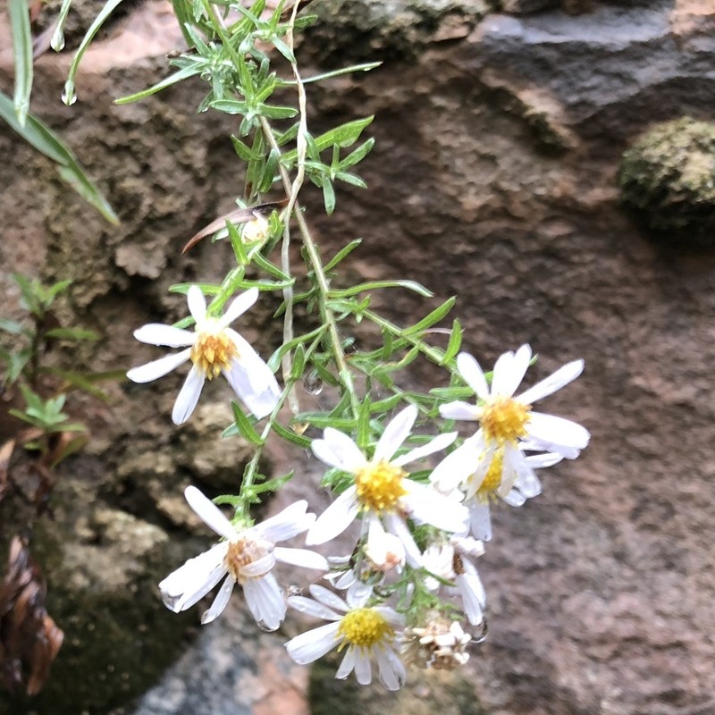 Welsh's Aster photo 2
