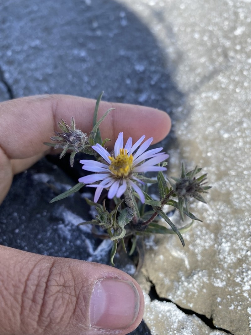 Yukon Aster photo 3