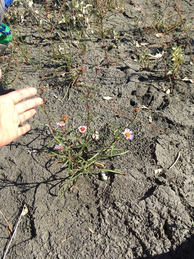 Yukon Aster photo 4