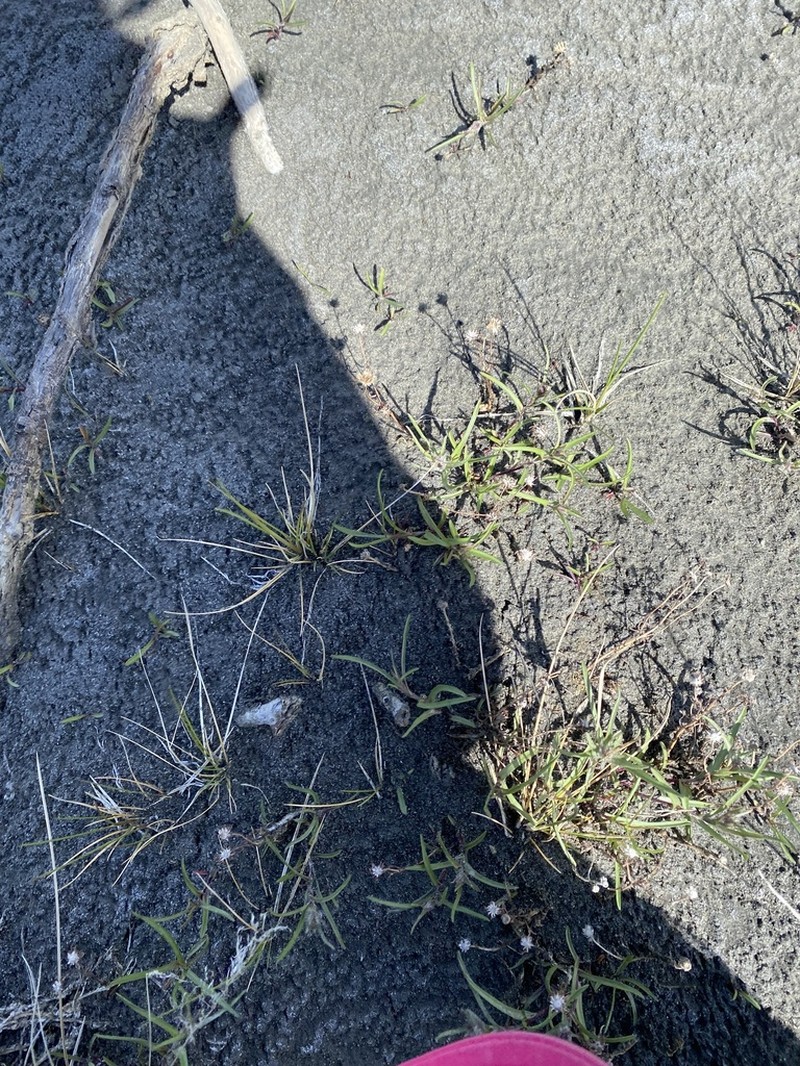 Yukon Aster photo 5
