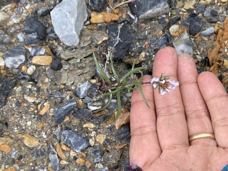 Yukon Aster photo 6