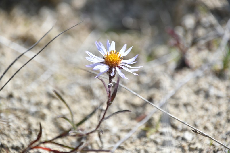 Yukon Aster photo 2