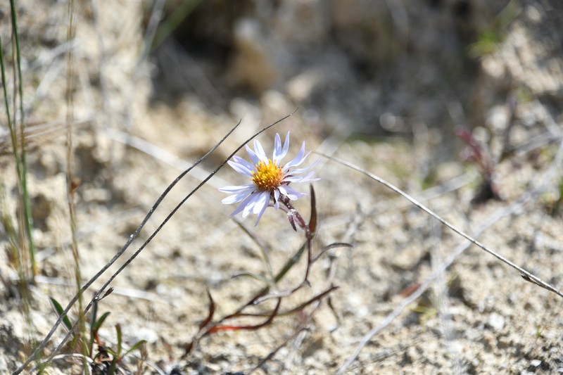 Yukon Aster photo 4