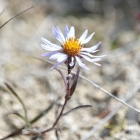 Yukon Aster