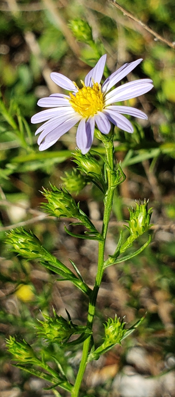 Lavender Oldfield Aster photo 2