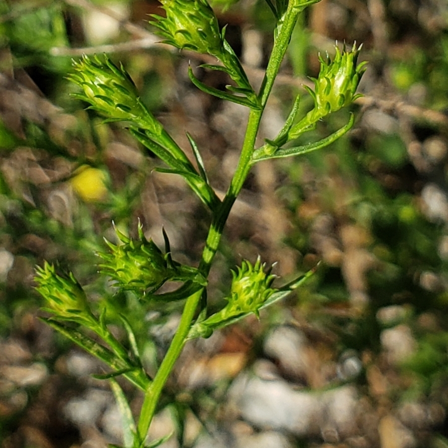 Lavender Oldfield Aster photo 5