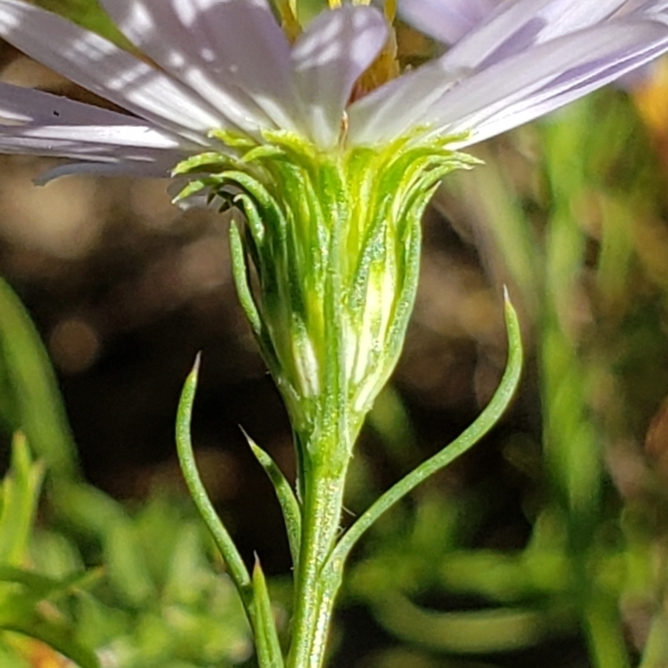 Lavender Oldfield Aster photo 8