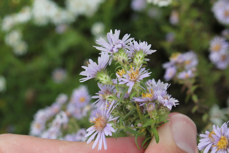 Aster photo 6