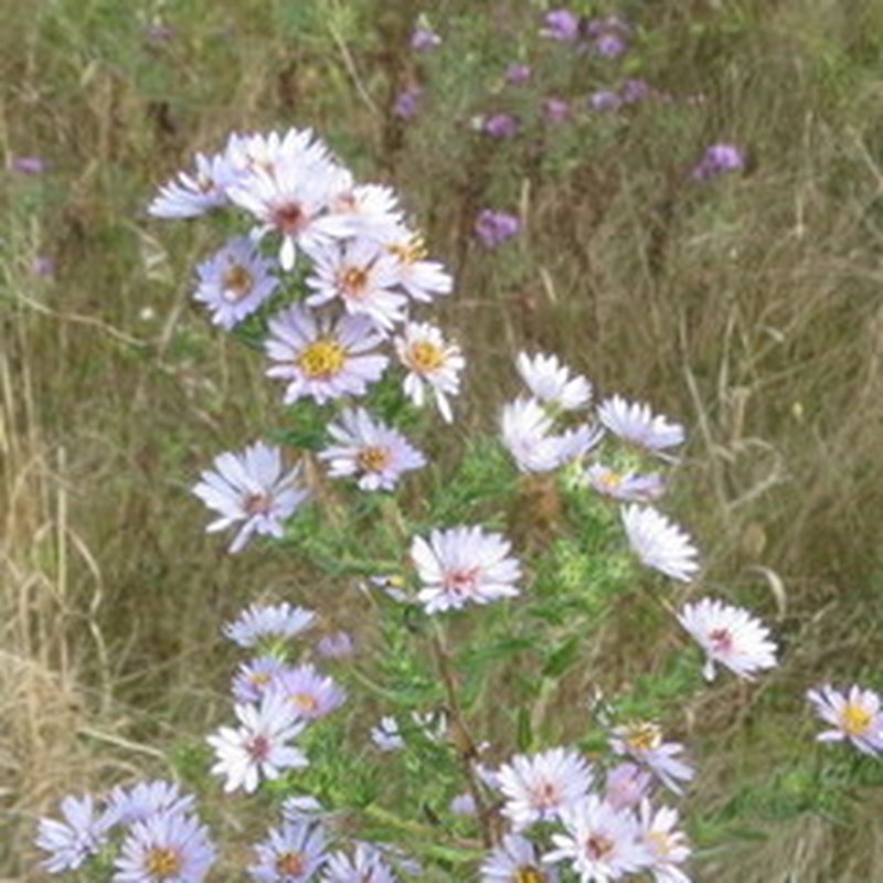 Aster photo 7