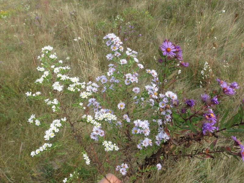 Aster photo 8