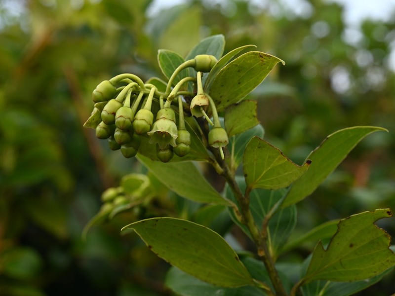 Leatherleaf Eelvine photo 2