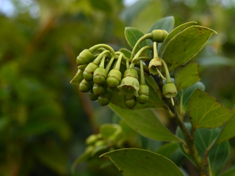 Leatherleaf Eelvine photo 3