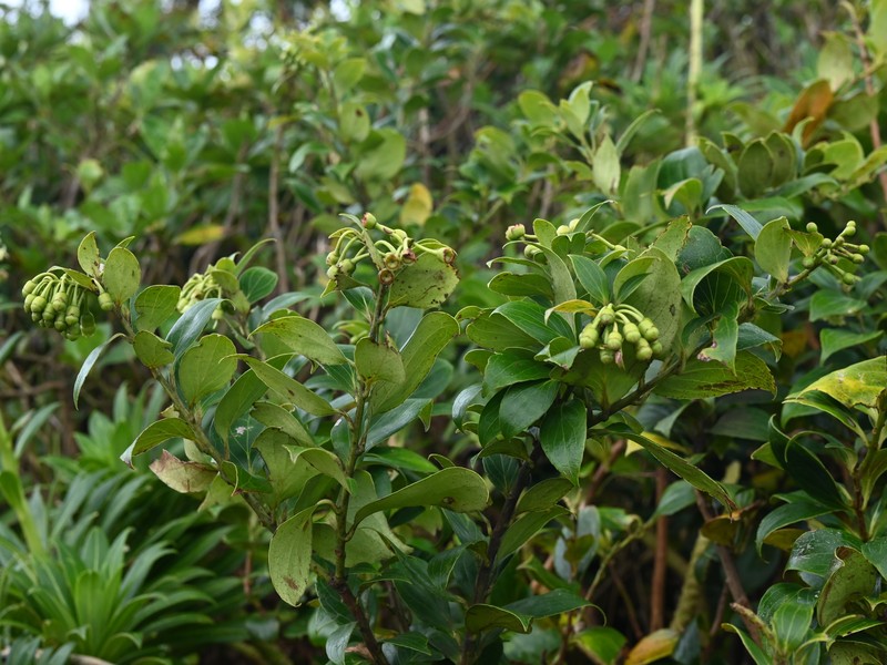 Leatherleaf Eelvine