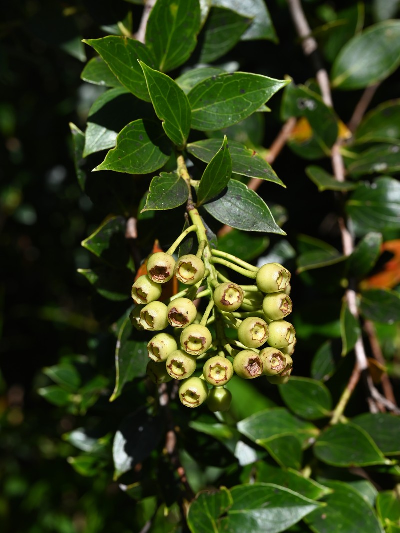 Leatherleaf Eelvine photo 4