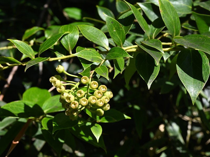Leatherleaf Eelvine photo 5