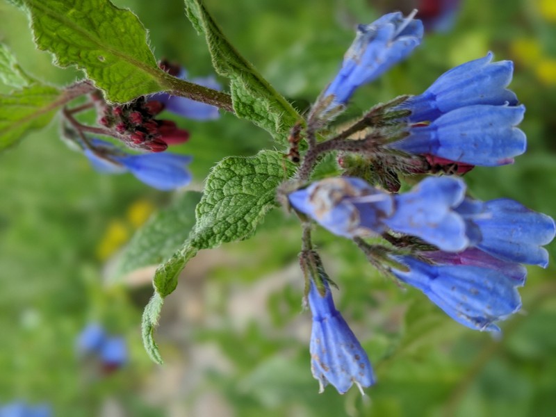 Prickly Comfrey photo 2
