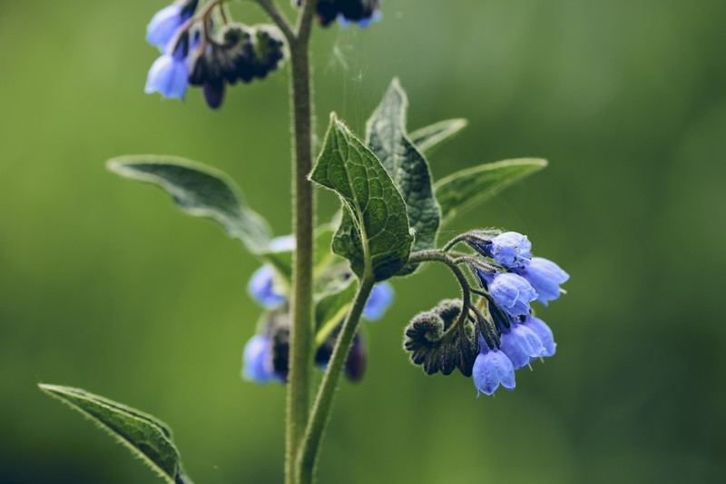 Prickly Comfrey photo 3