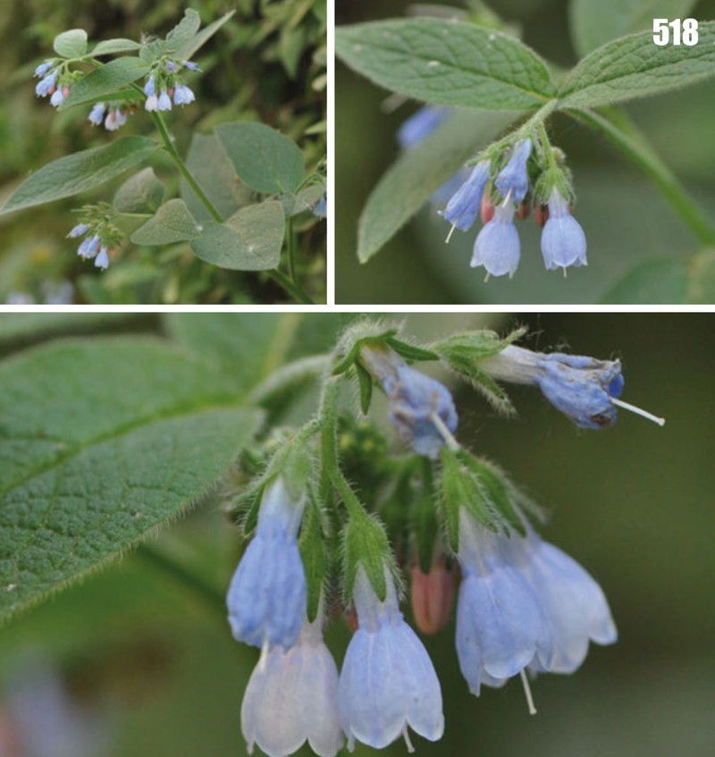 Prickly Comfrey photo 4