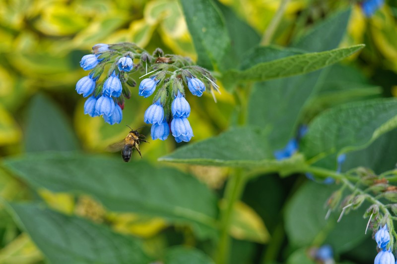 Prickly Comfrey photo 5