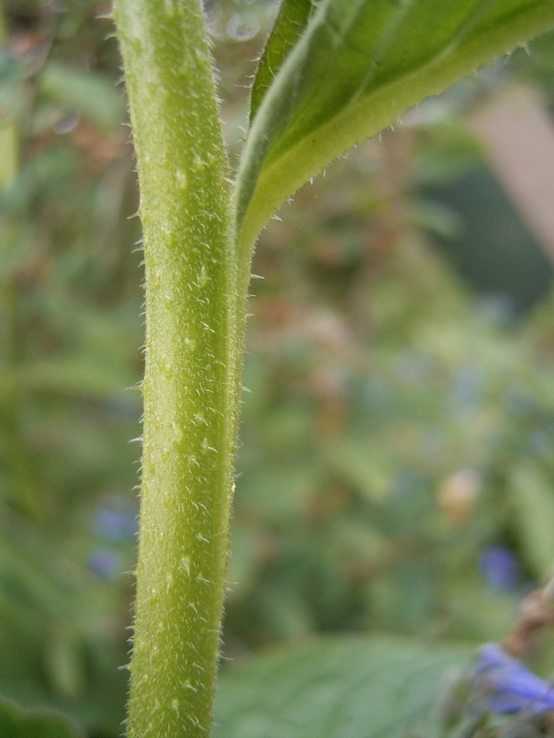 Prickly Comfrey photo 6