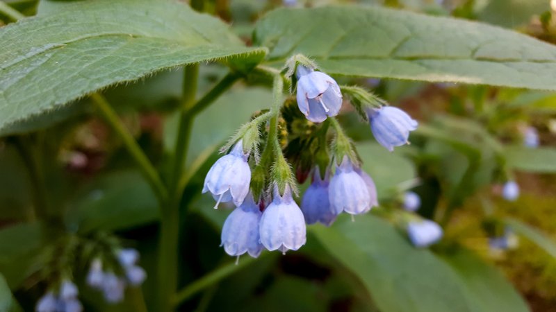 Prickly Comfrey photo 7