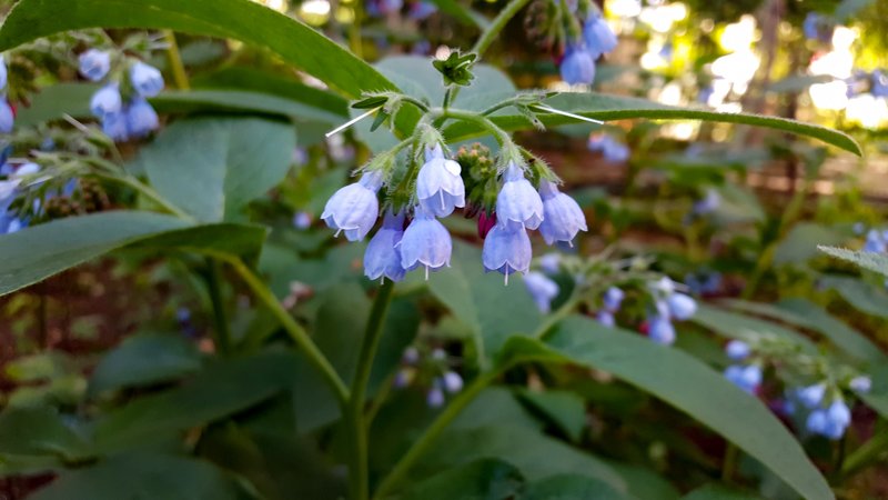 Prickly Comfrey photo 8