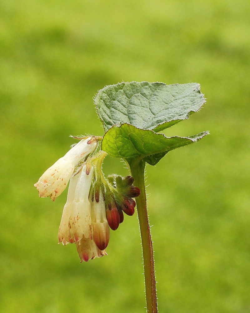 Common Comfrey photo 5