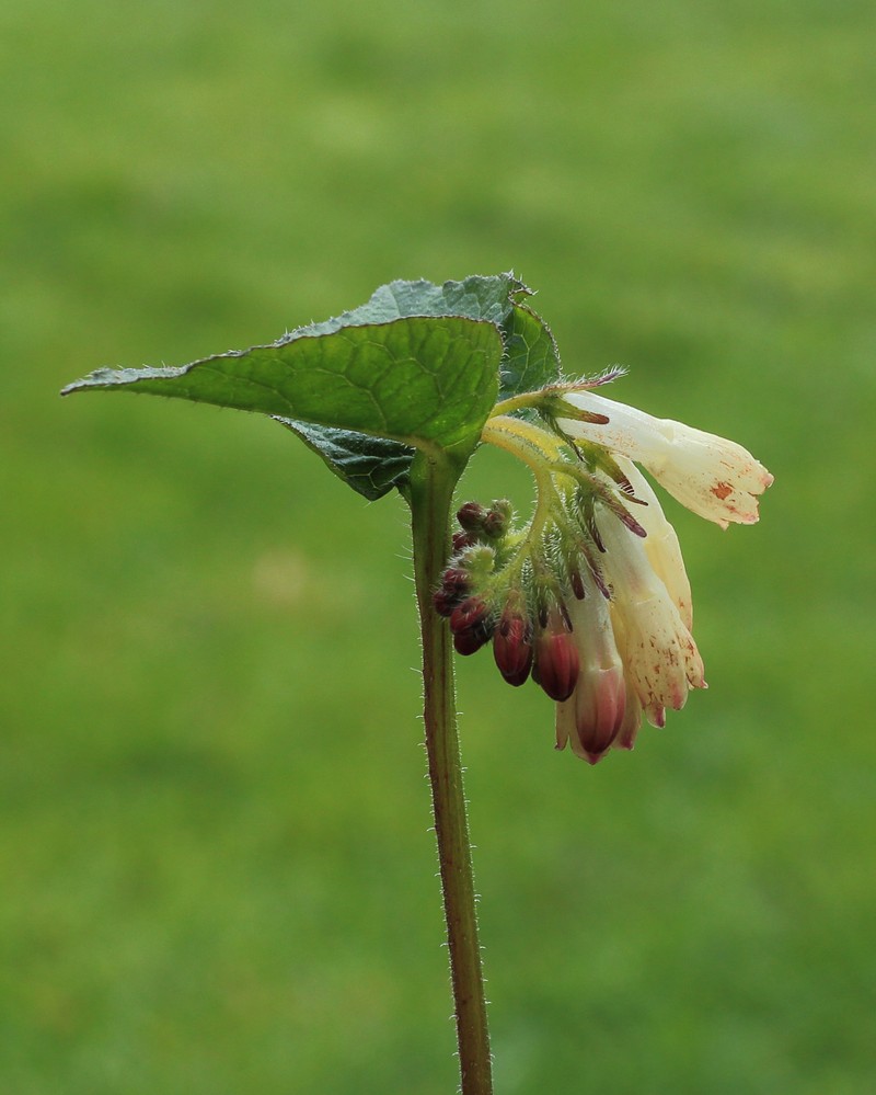 Common Comfrey photo 6