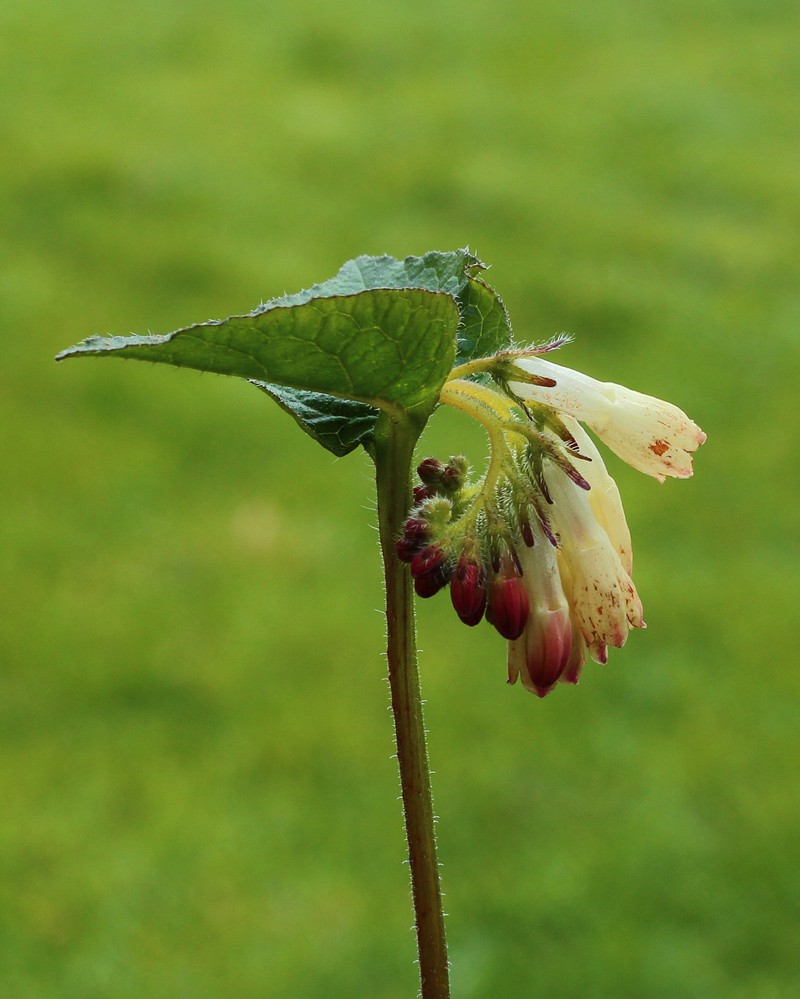 Common Comfrey photo 7