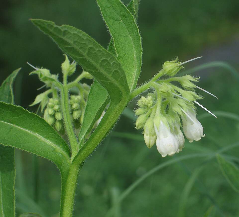 Common Comfrey photo 8