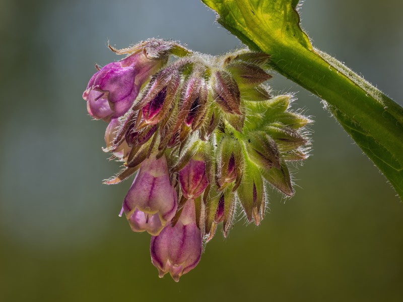 Common Comfrey photo 2