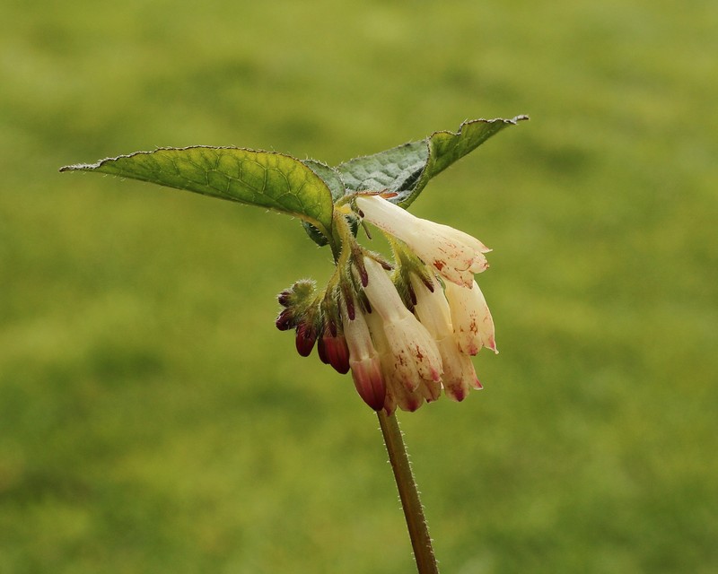 Common Comfrey photo 3