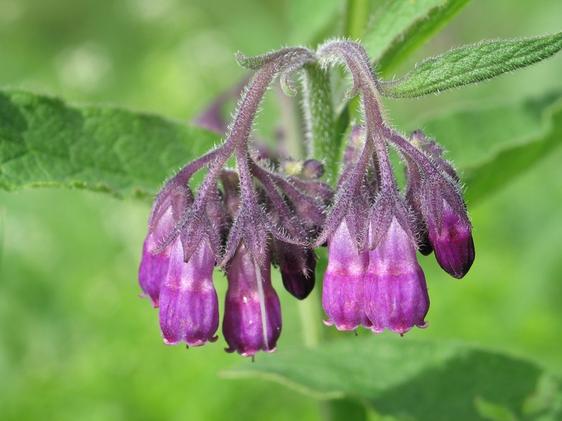 Common Comfrey photo 4