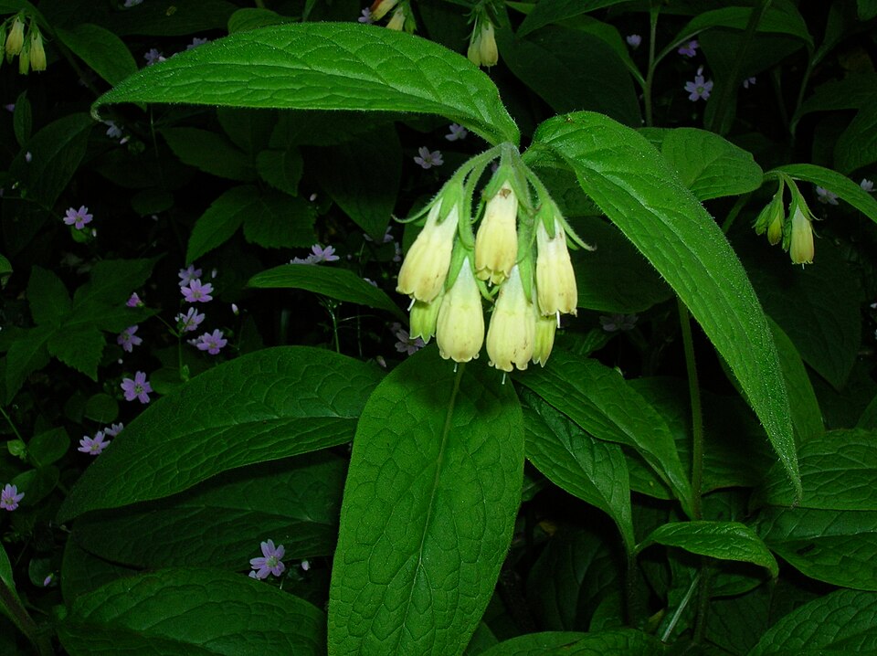 Tuberous Comfrey photo 4