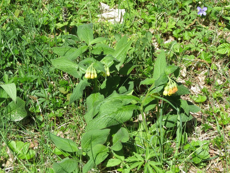 Tuberous Comfrey photo 2