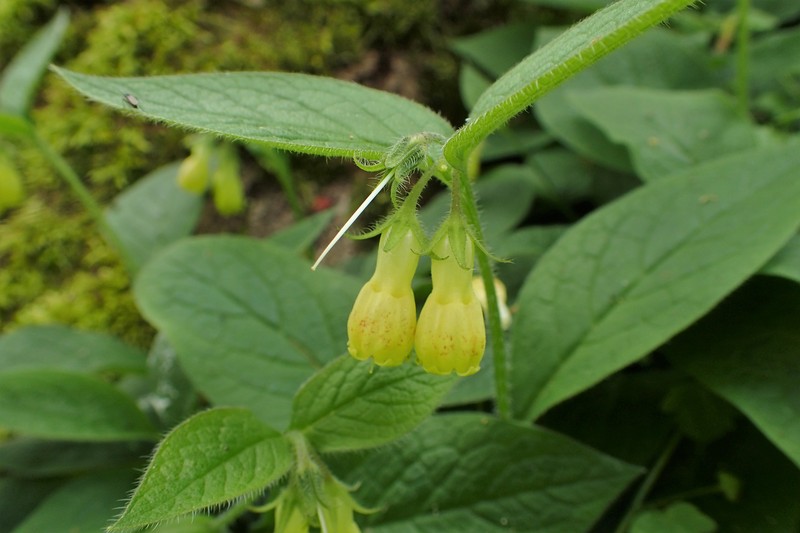Tuberous Comfrey photo 3