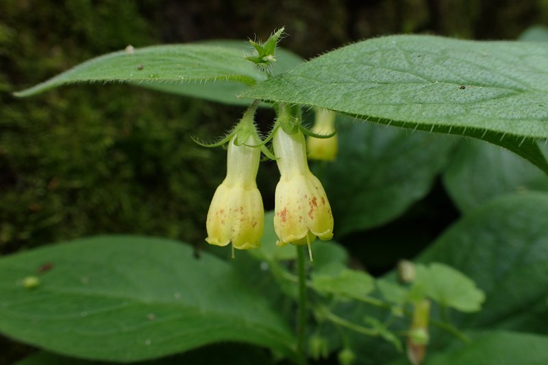 Tuberous Comfrey photo 5