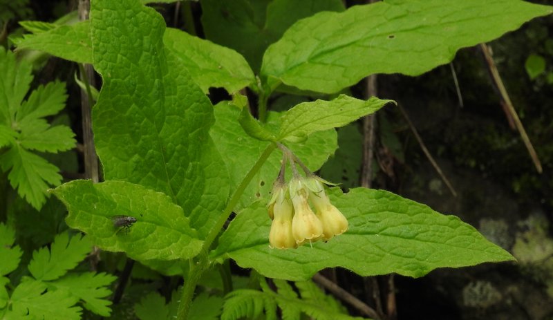 Tuberous Comfrey photo 6