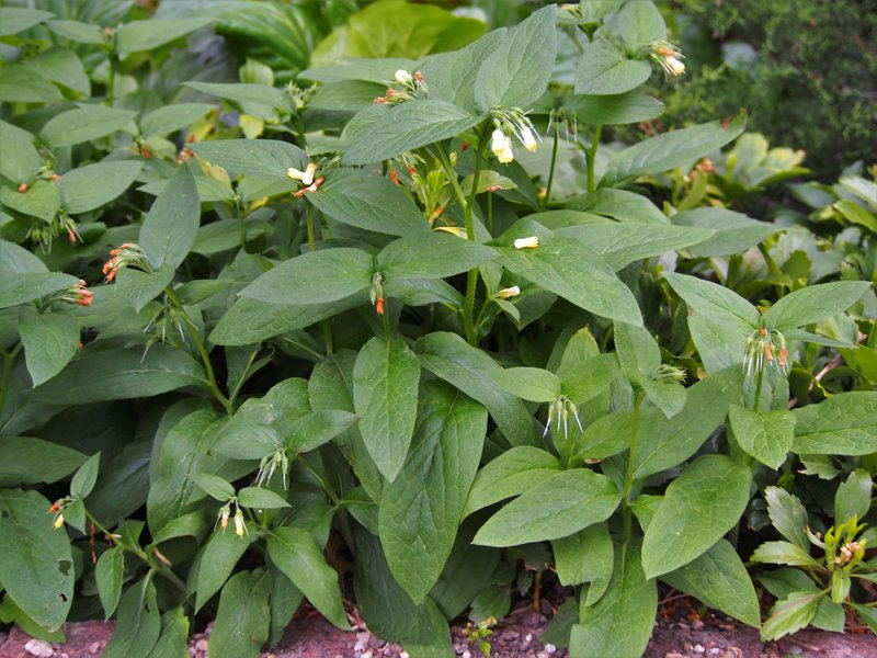Tuberous Comfrey photo 7