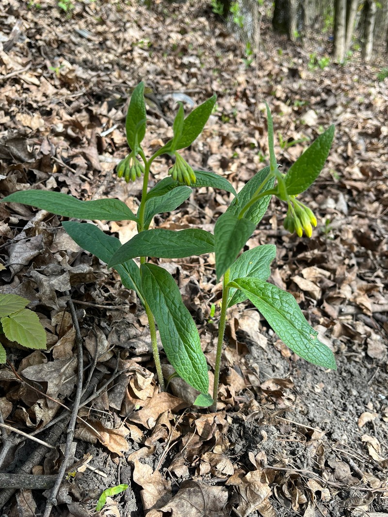 Symphytum tuberosum subsp. angustifolium