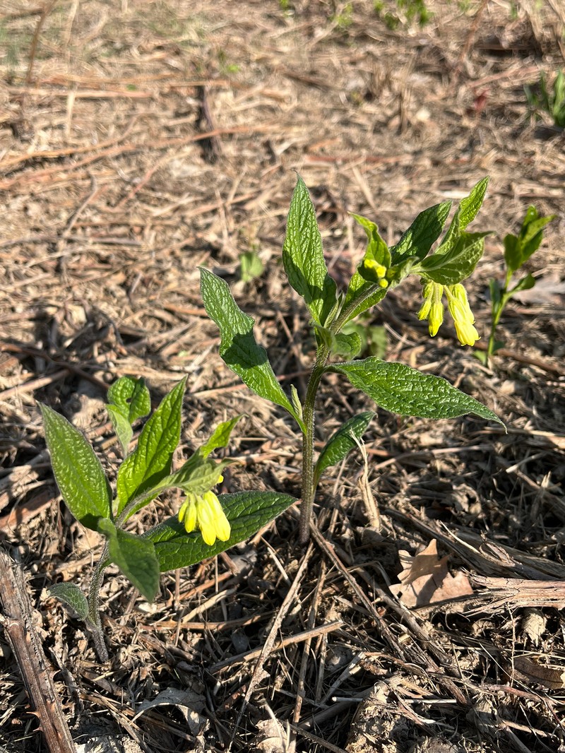 Symphytum tuberosum subsp. angustifolium photo 2