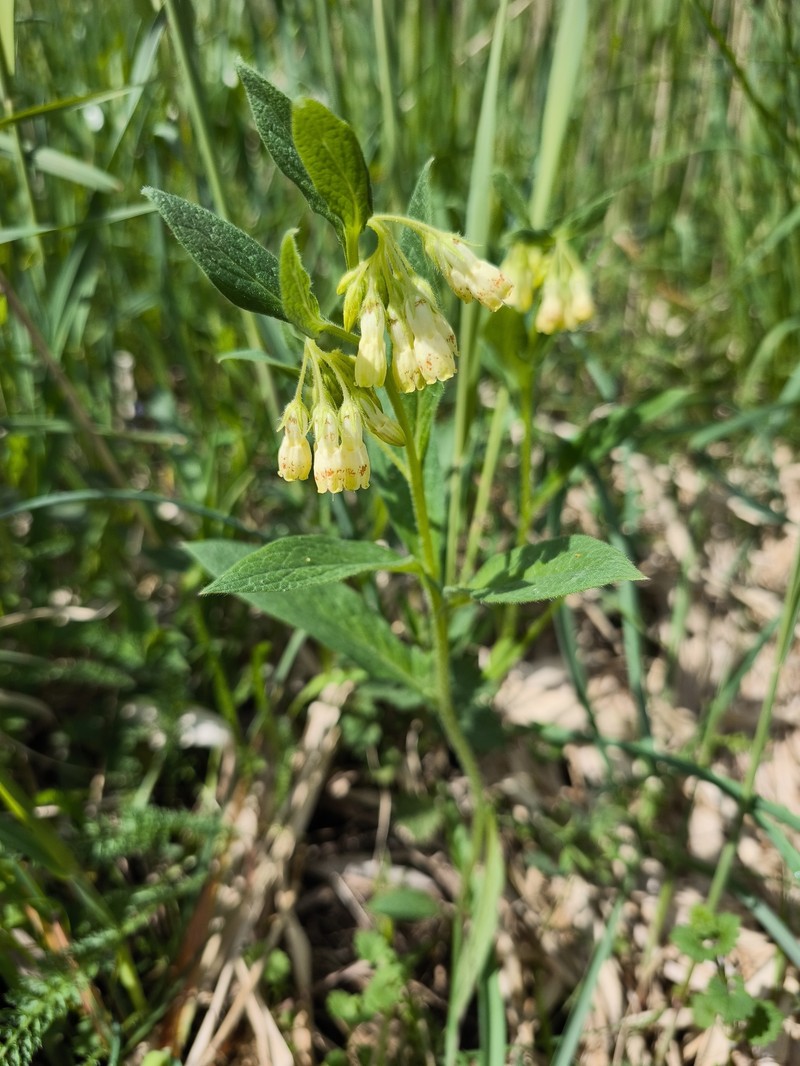 Symphytum tuberosum subsp. angustifolium photo 3