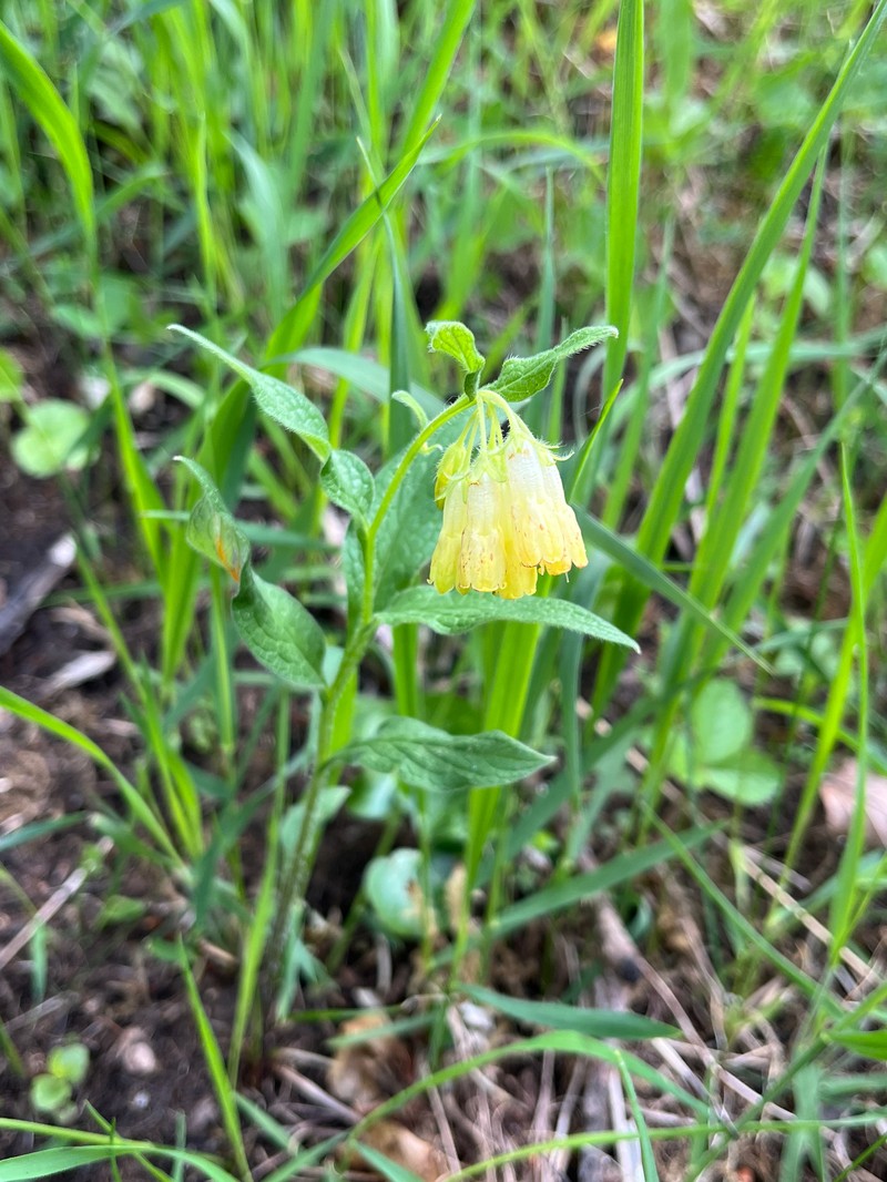 Symphytum tuberosum subsp. angustifolium photo 4