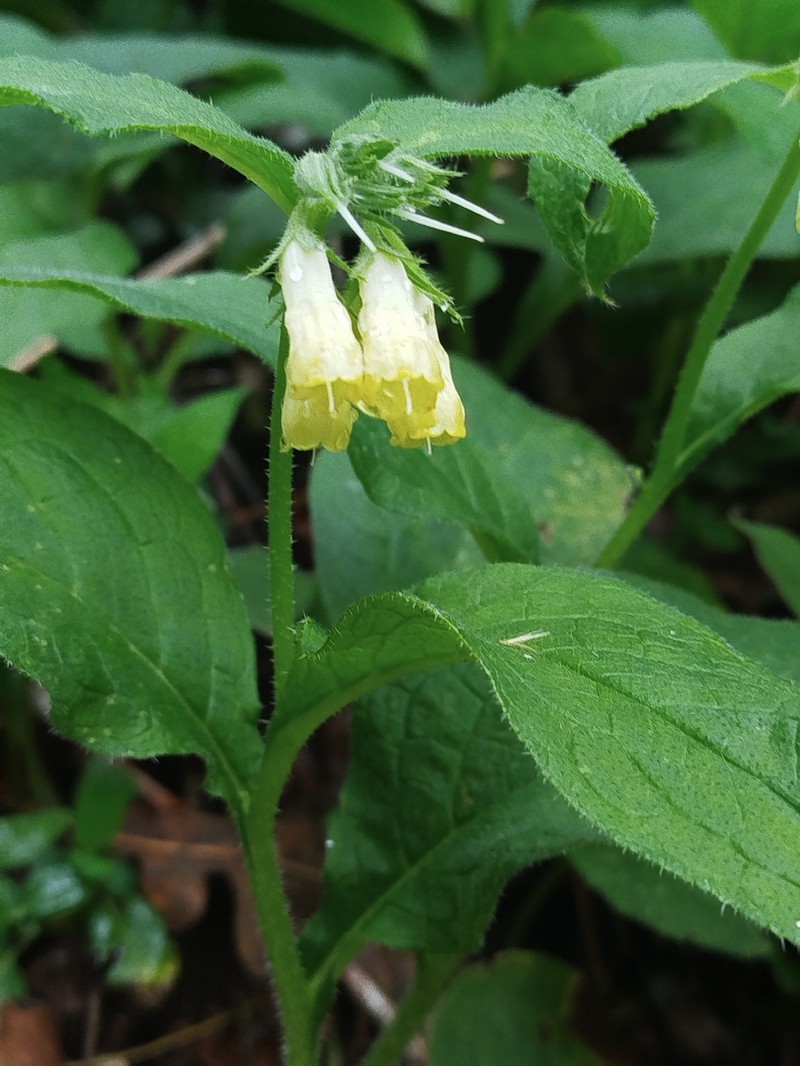 Symphytum tuberosum subsp. tuberosum