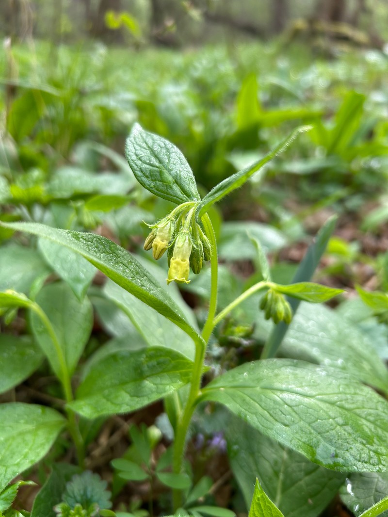 Symphytum tuberosum subsp. tuberosum photo 3